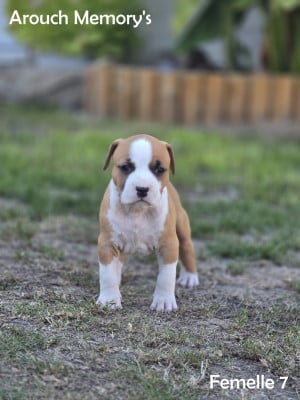 Les chiots de American Staffordshire Terrier