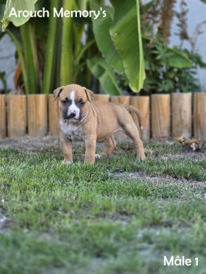 Les chiots de American Staffordshire Terrier