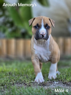 Les chiots de American Staffordshire Terrier
