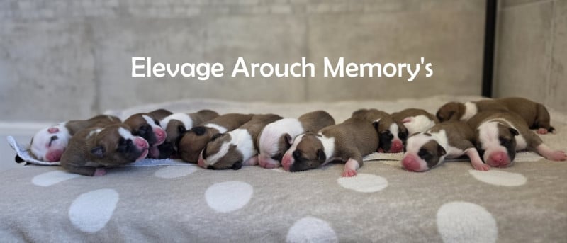 American Staffordshire Terrier - Arouch Memory's