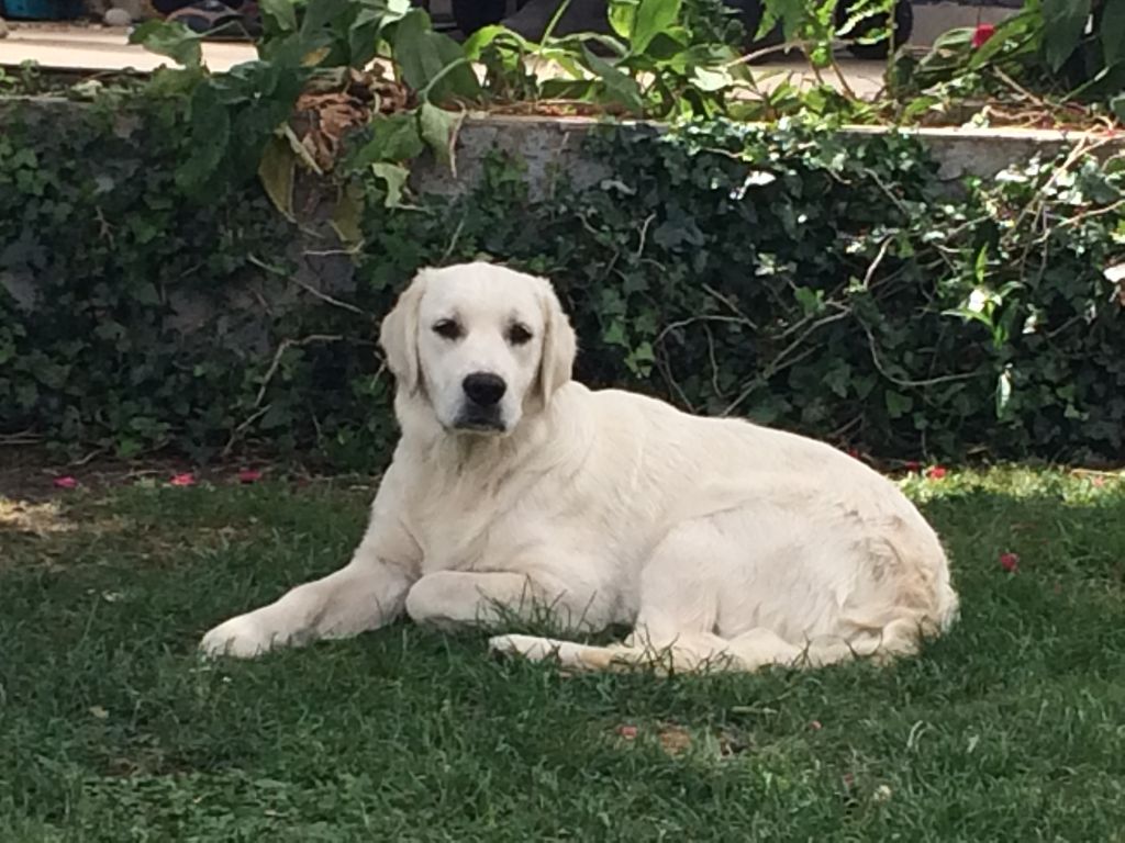 Publication : Du Domaine Des Anges Du Pévèle