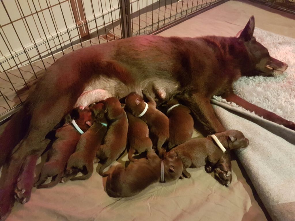 Publication : De La Vallée D'Yzengard