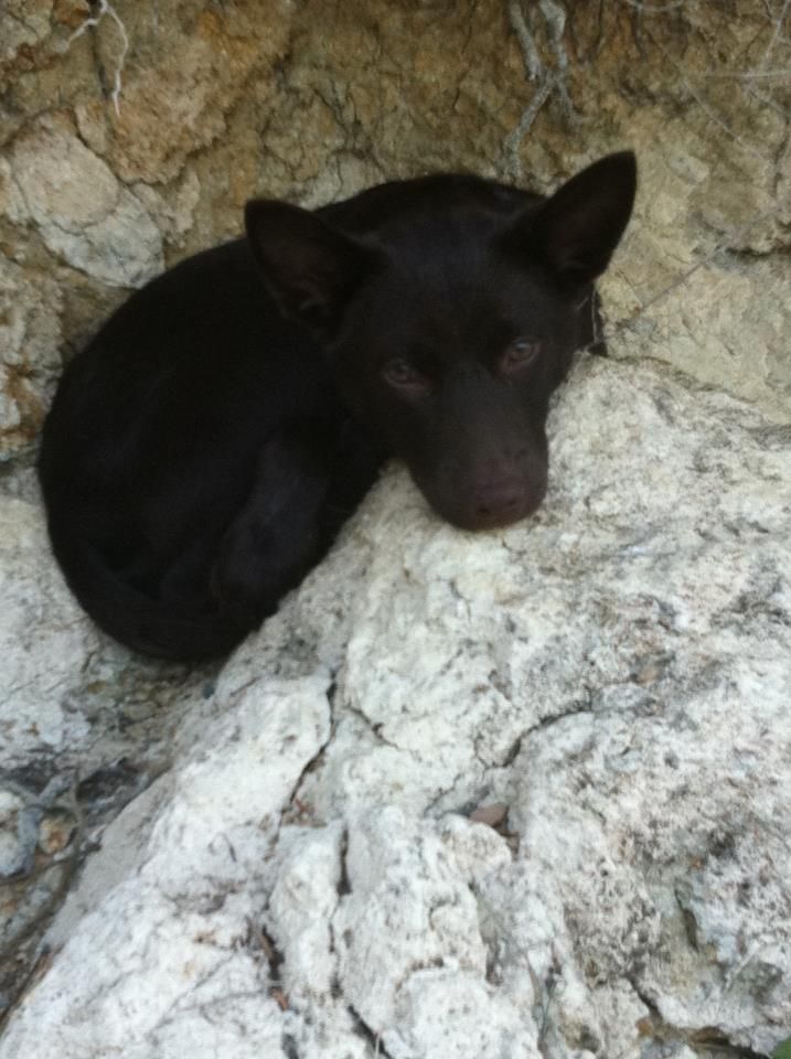 Publication : De La Vallée D'Yzengard