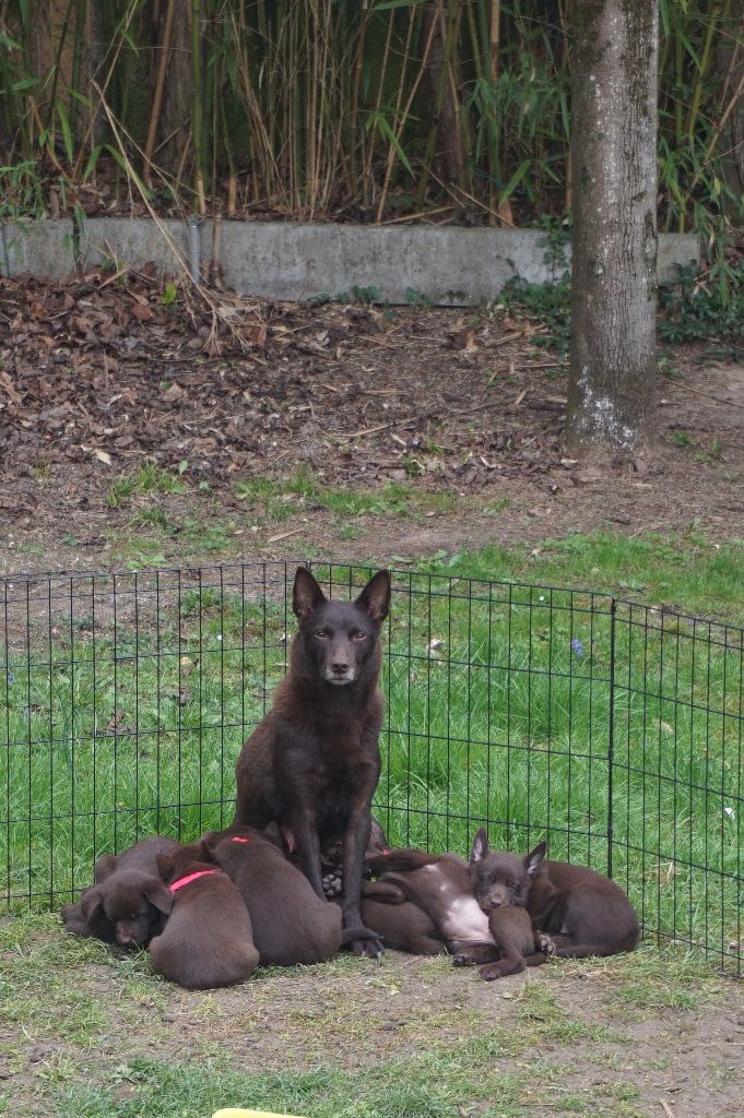 Publication : De La Vallée D'Yzengard