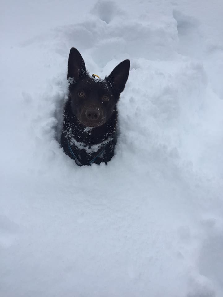 Publication : De La Vallée D'Yzengard