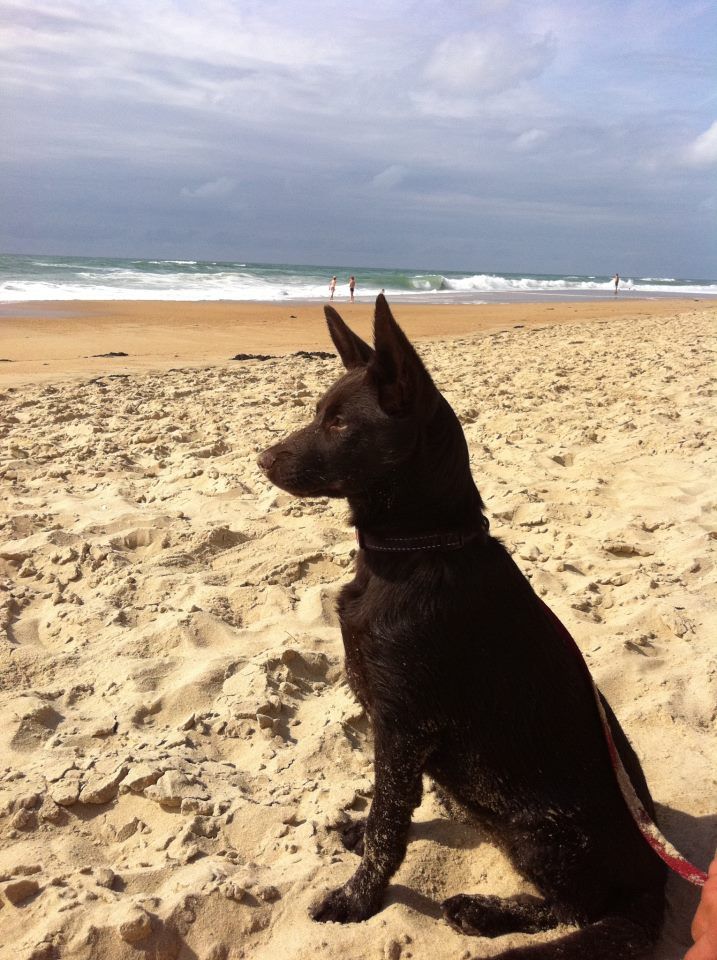 Publication : De La Vallée D'Yzengard