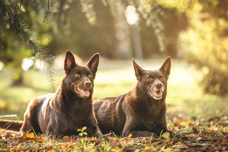 Publication : De La Vallée D'Yzengard