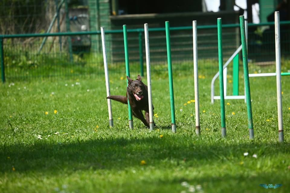 Publication : De La Vallée D'Yzengard