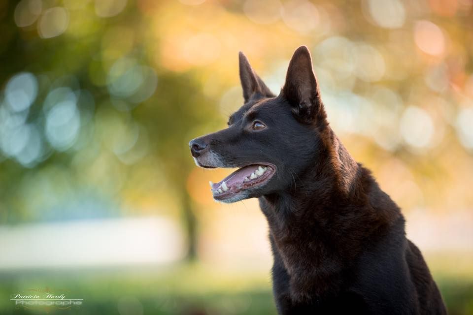 Publication : De La Vallée D'Yzengard