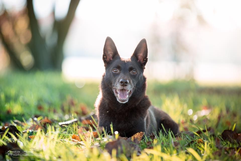 Publication : De La Vallée D'Yzengard