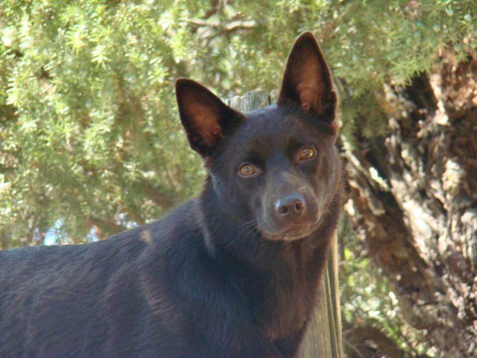 Publication : De La Vallée D'Yzengard