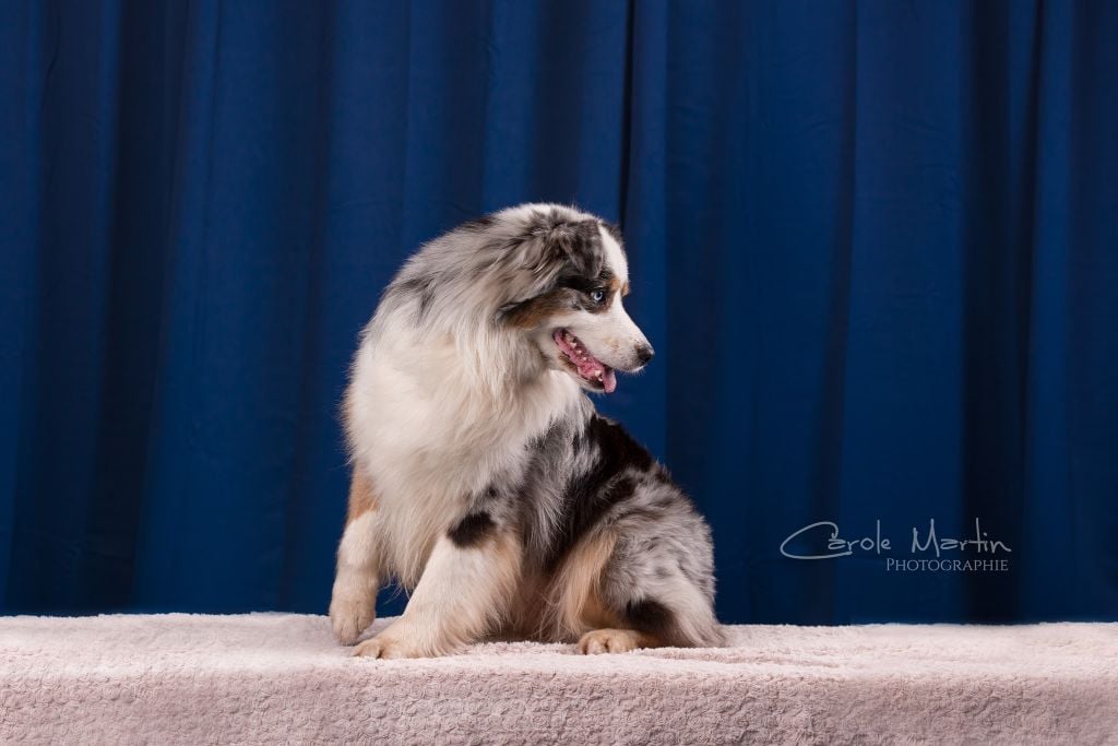 Publication : du Haras des Brumieres