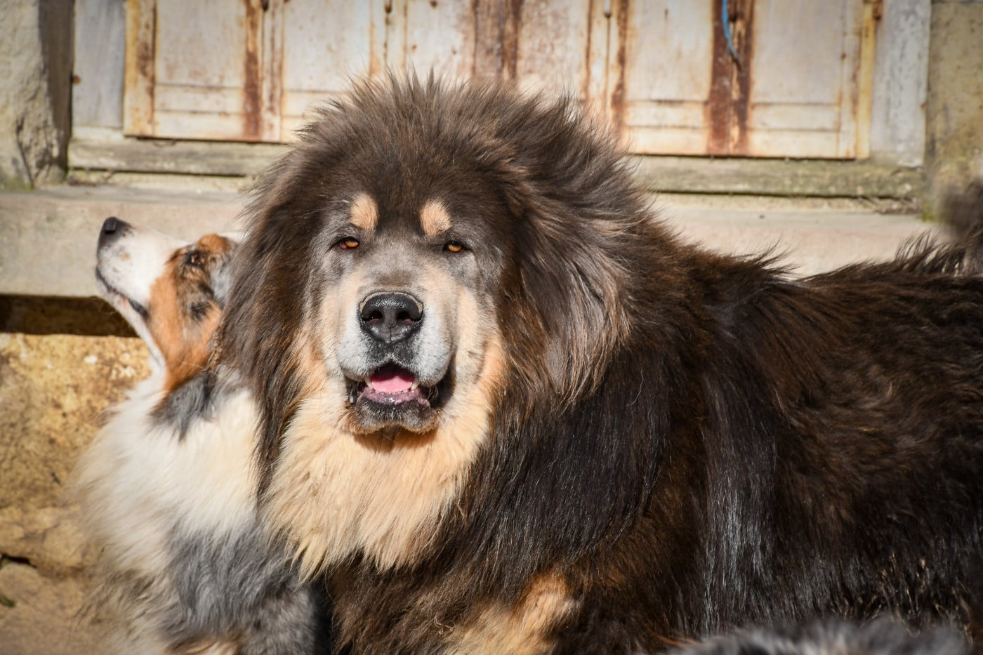 CH. Kleo Dream (Sans Affixe)