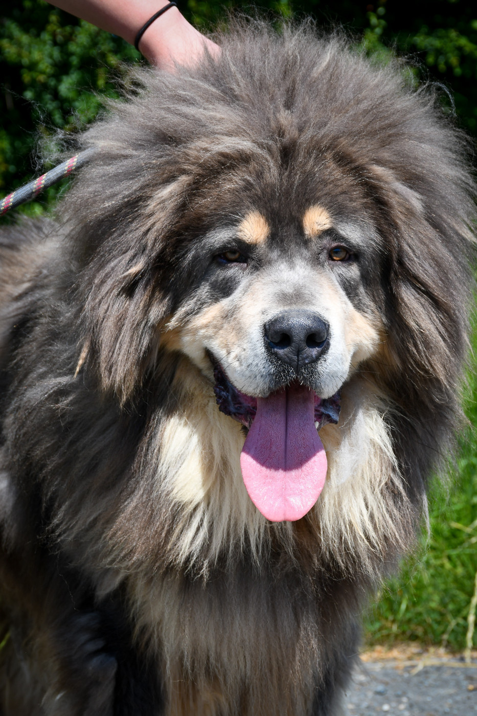 CH. Kleo Dream (Sans Affixe)