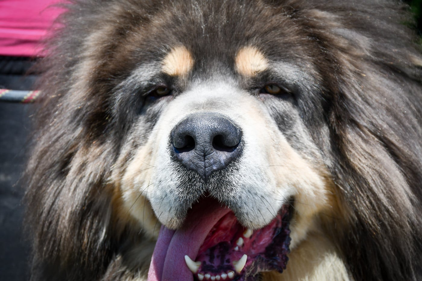 CH. Kleo Dream (Sans Affixe)