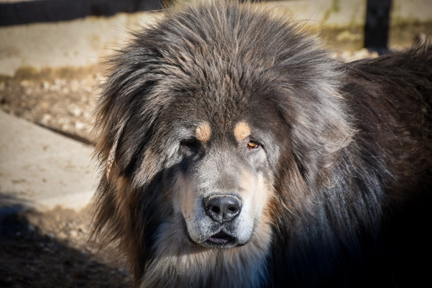 CH. Kleo Dream (Sans Affixe)