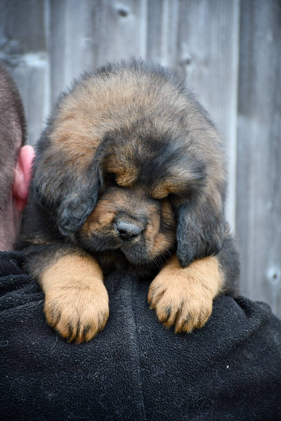 Male fauve collier rose fluo