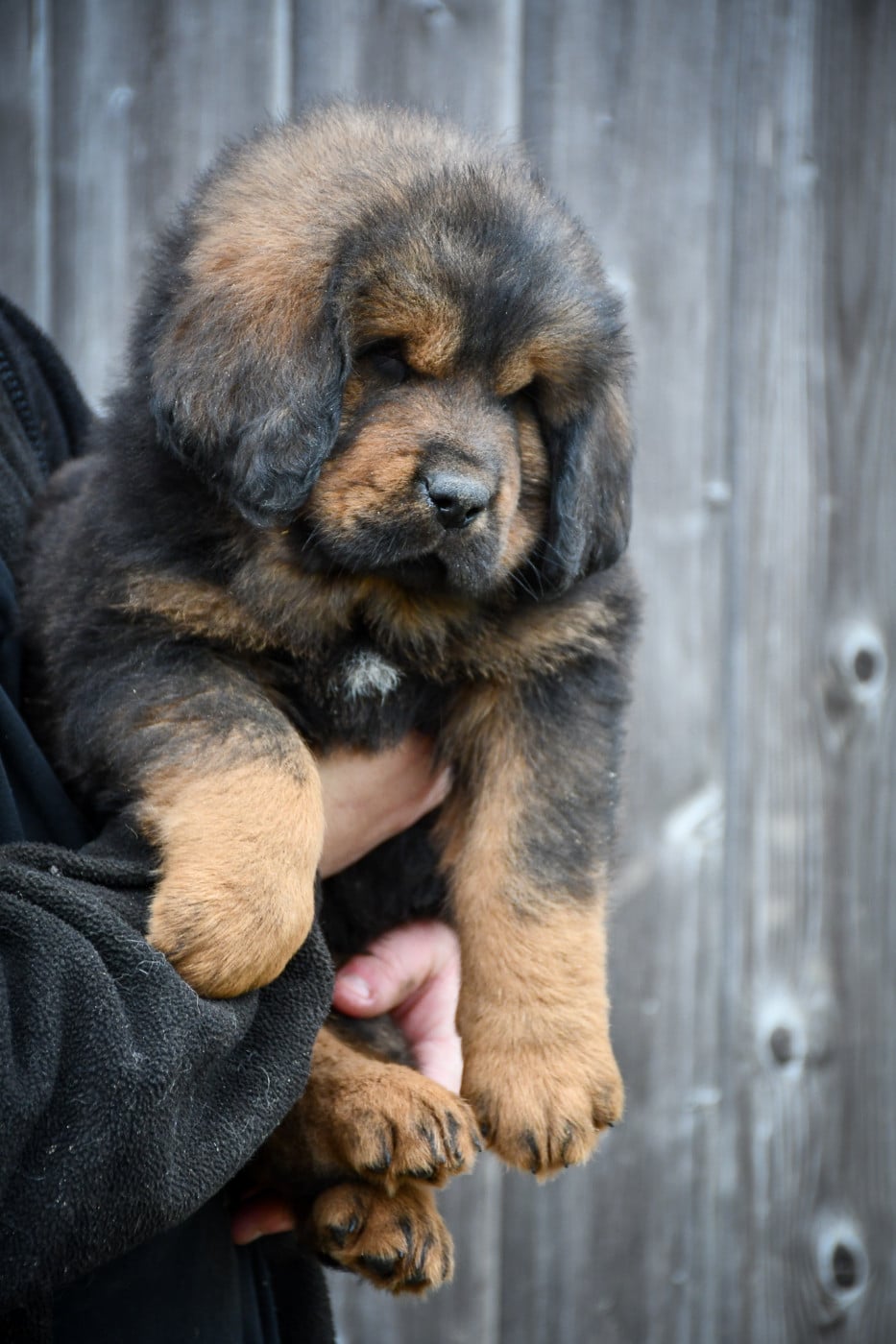 Male fauve collier rose fluo