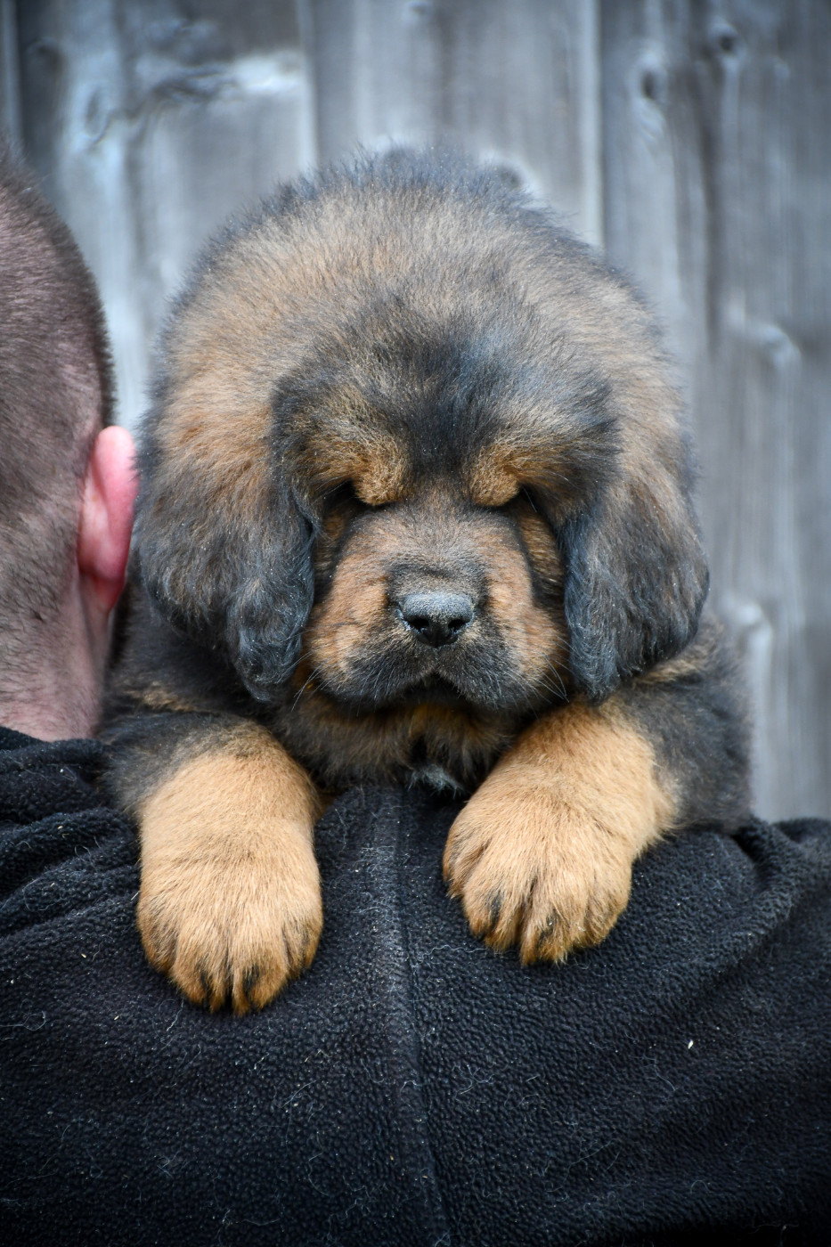 Male fauve collier rose fluo