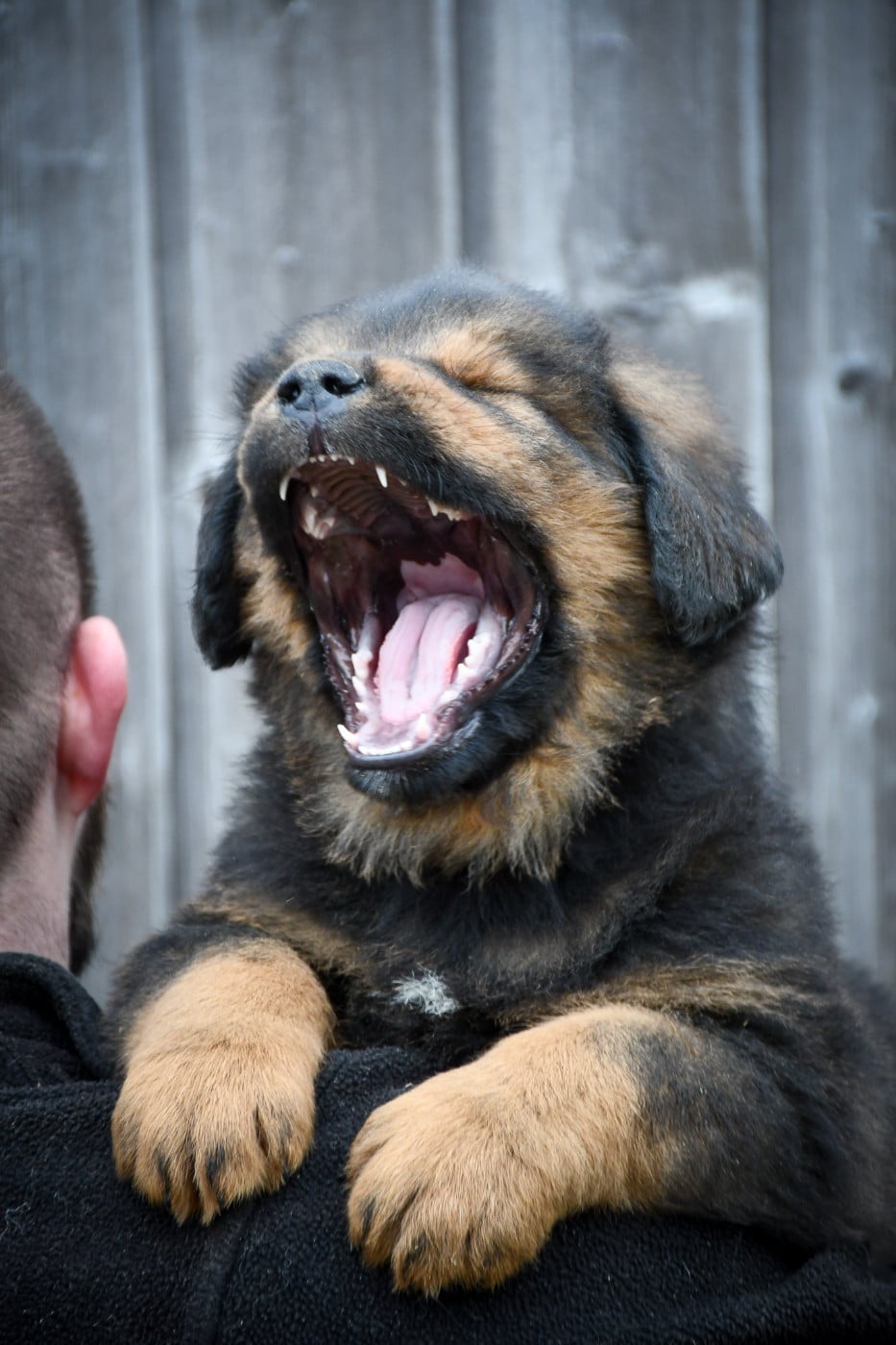 Male fauve collier rose fluo