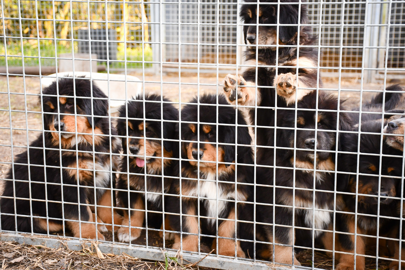 Dogue du Tibet - du Haras des Brumieres