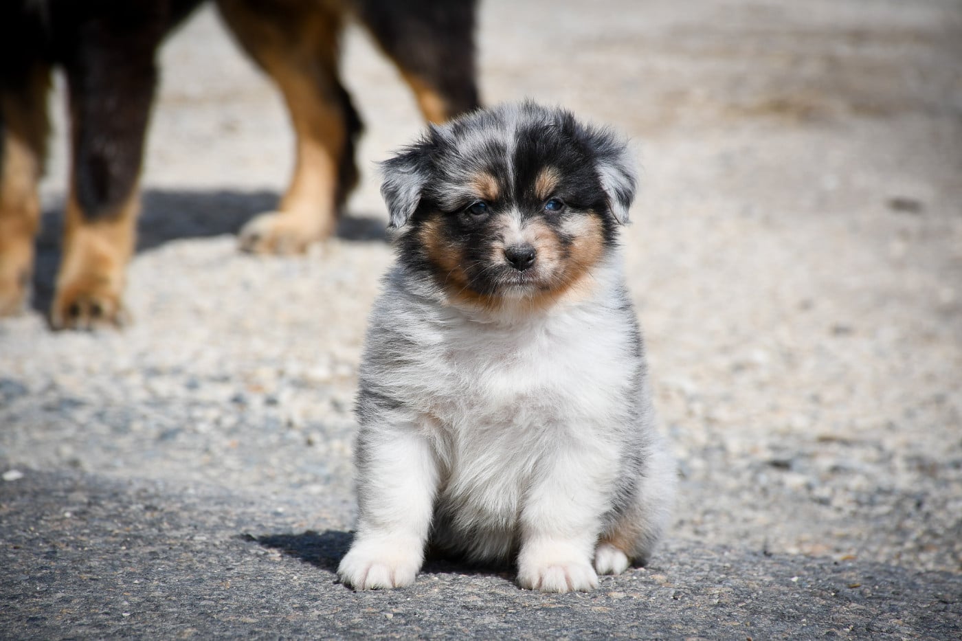 CHIOT 1