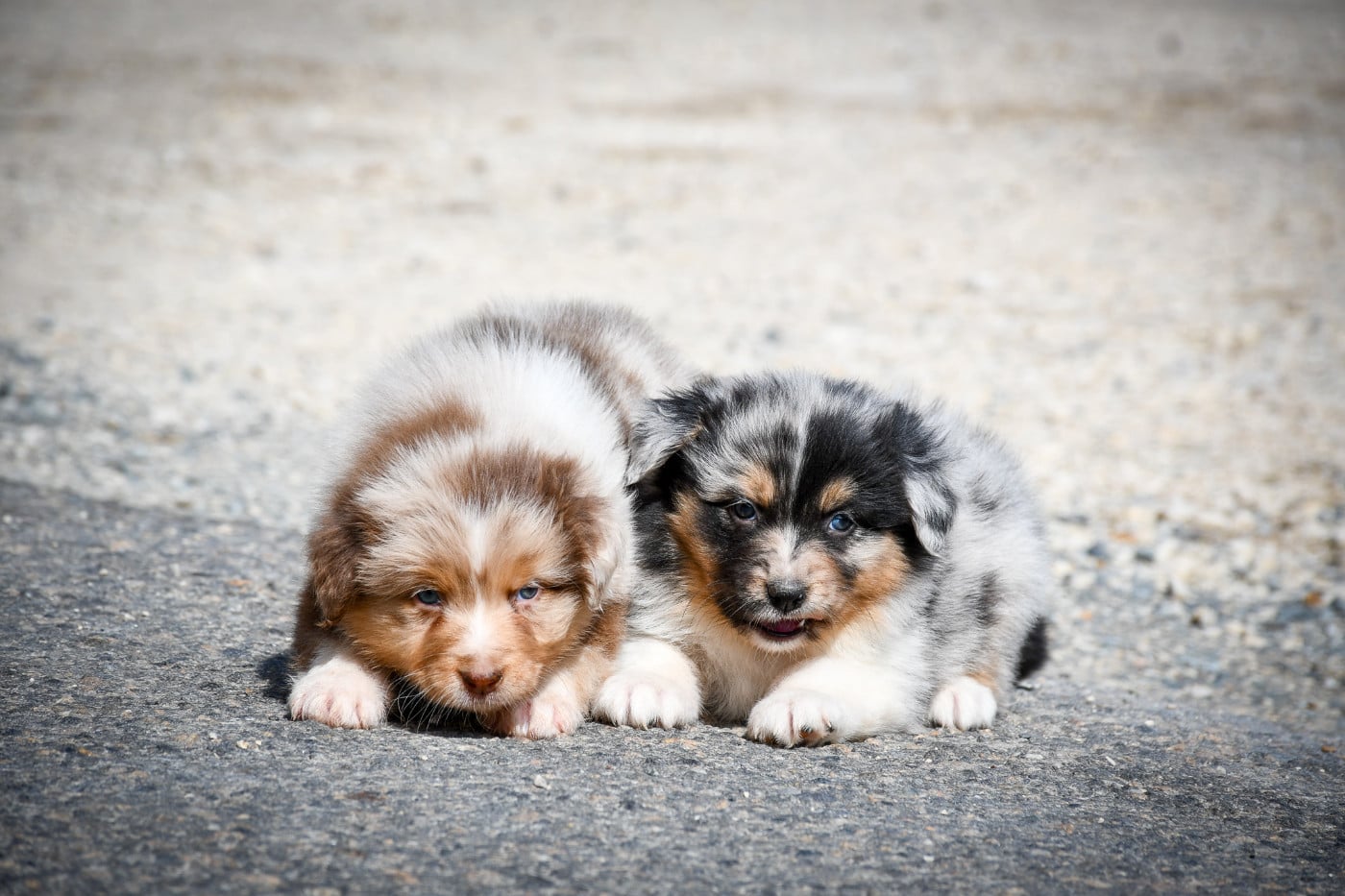 CHIOT 1