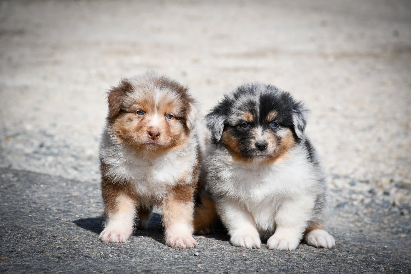 CHIOT 1