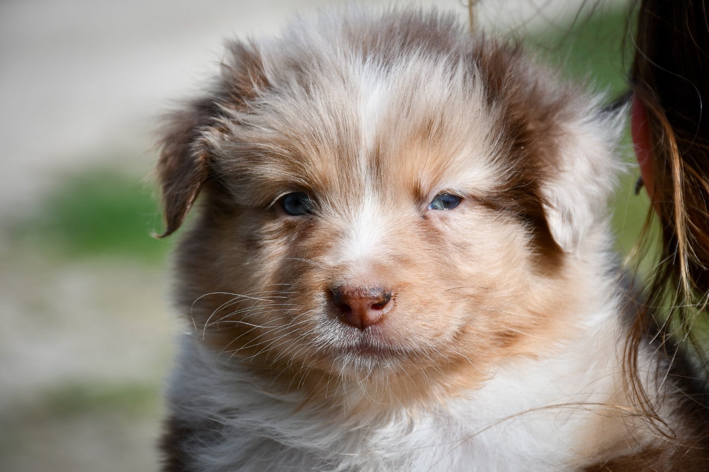 CHIOT 2