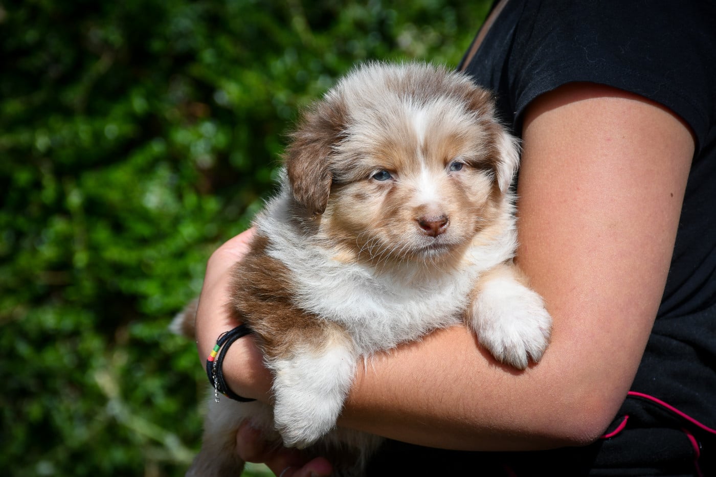 CHIOT 2