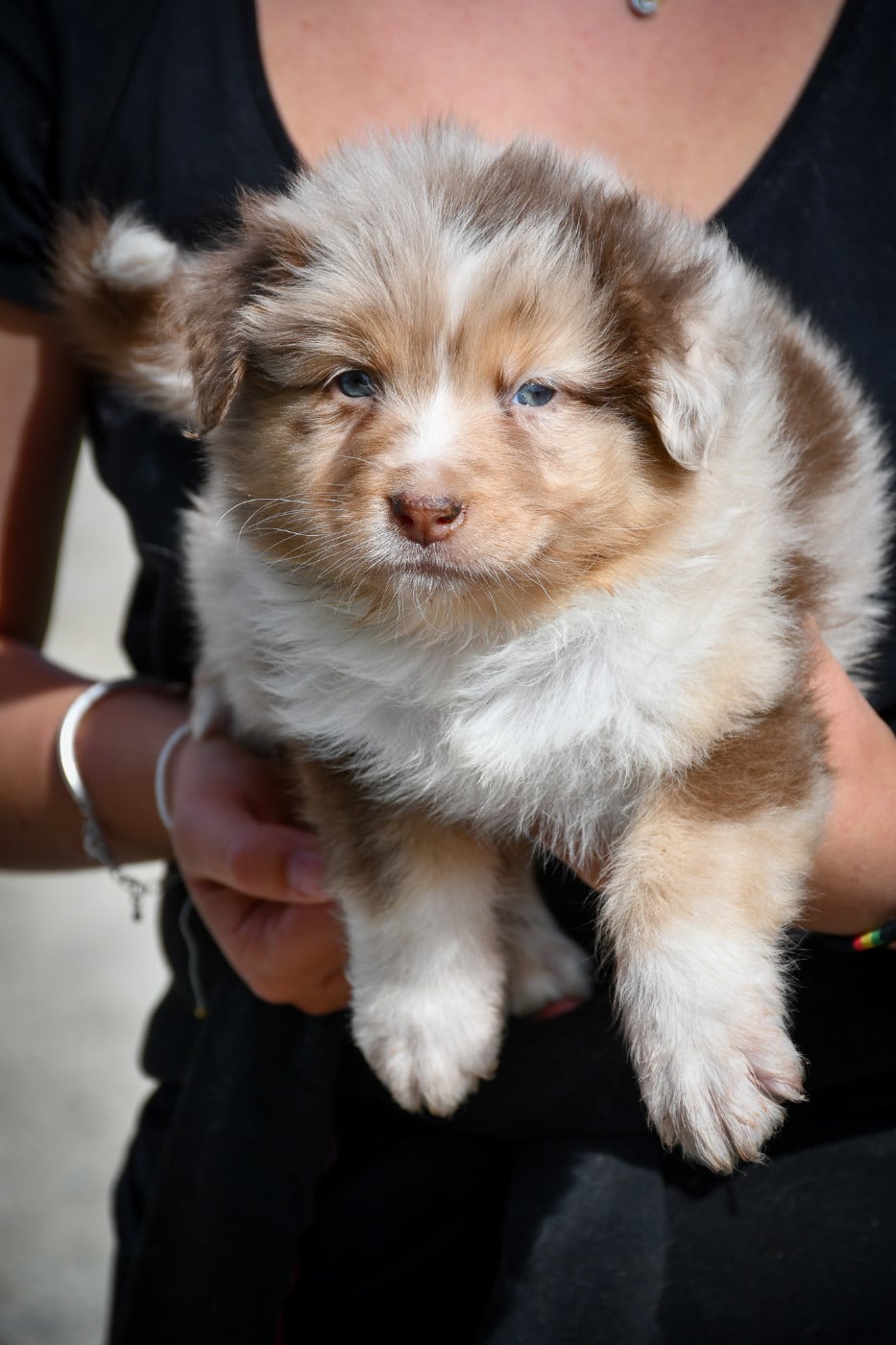 CHIOT 2