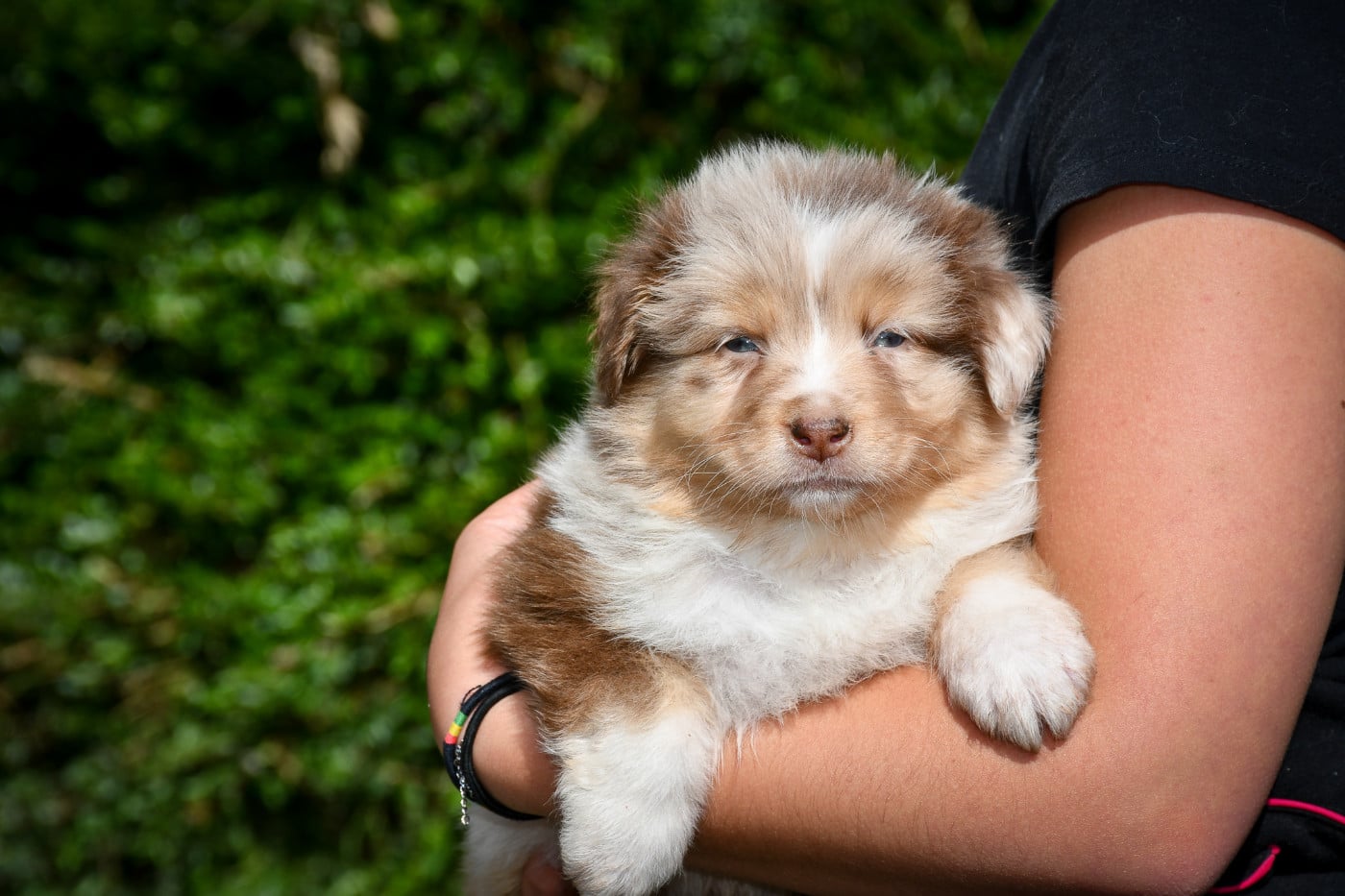 CHIOT 2