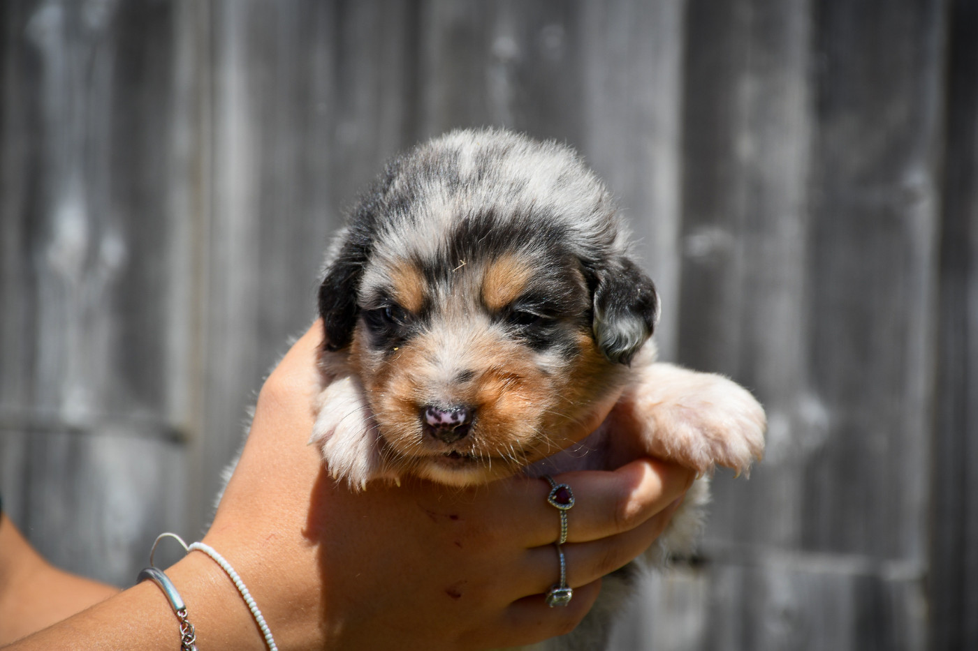 Blue Chiot N°1