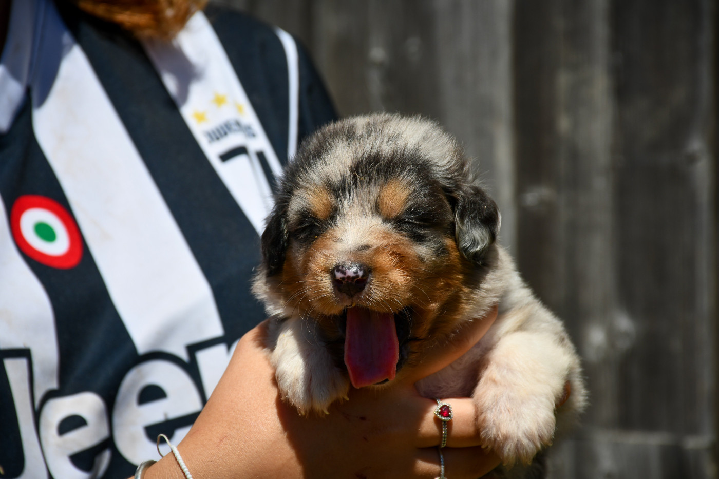 Blue Chiot N°1