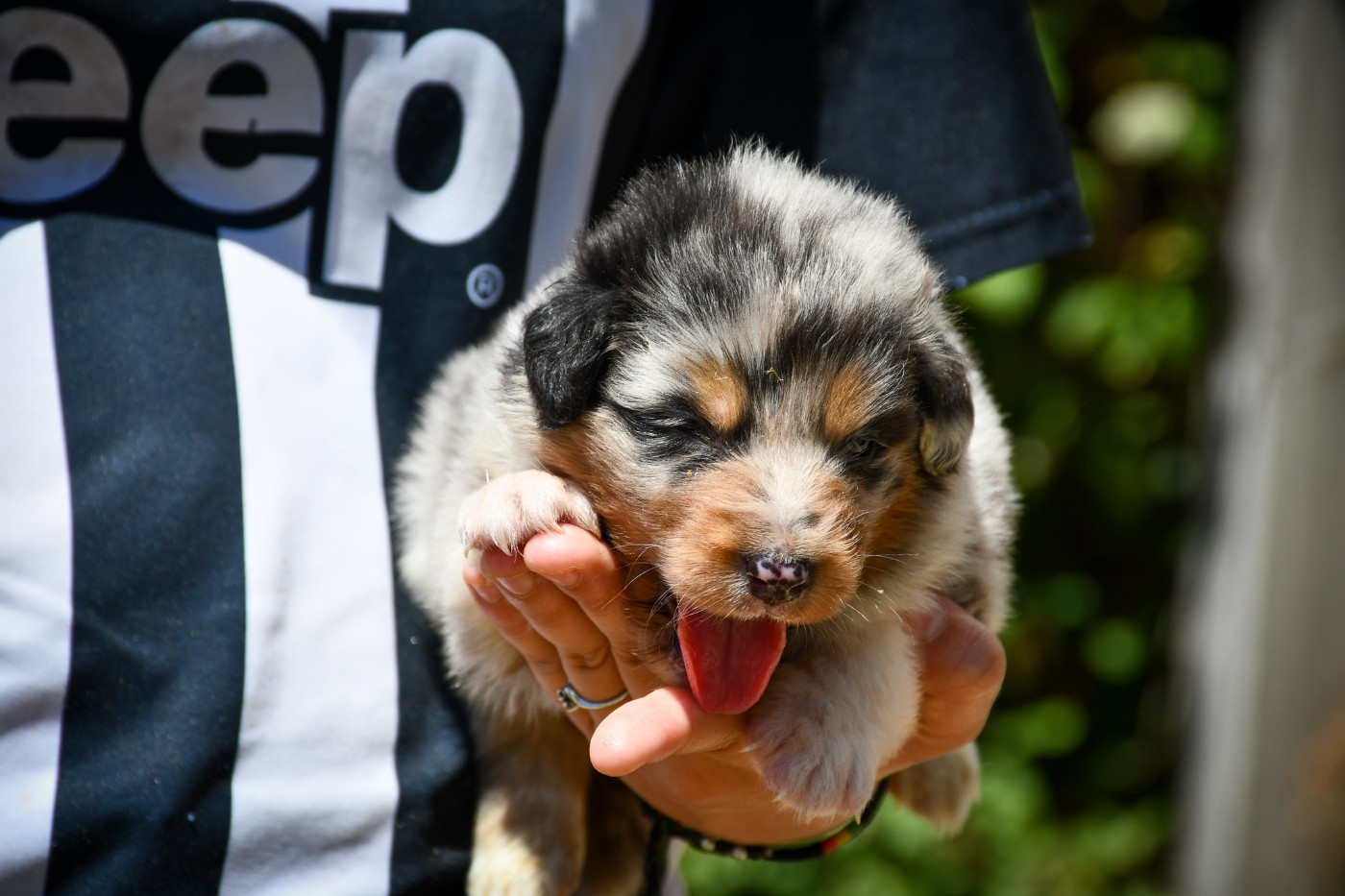 Blue Chiot N°1
