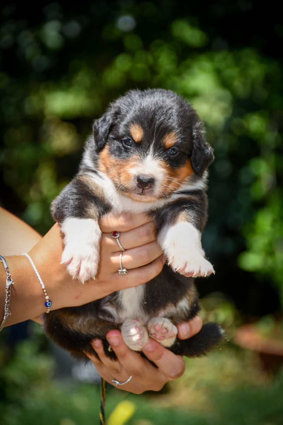 Boston Chiot N°2