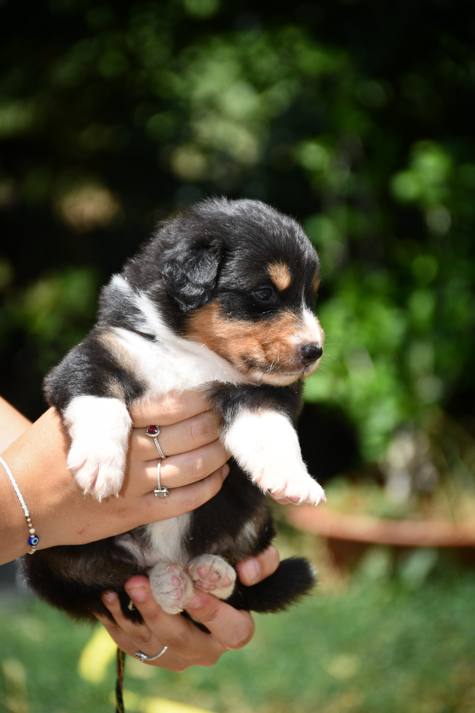 Boston Chiot N°2