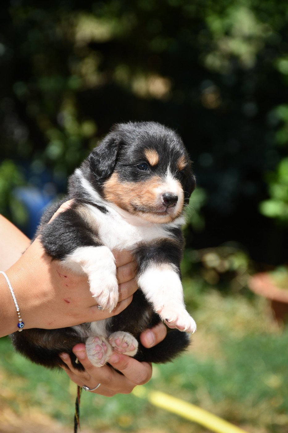 Boston Chiot N°2