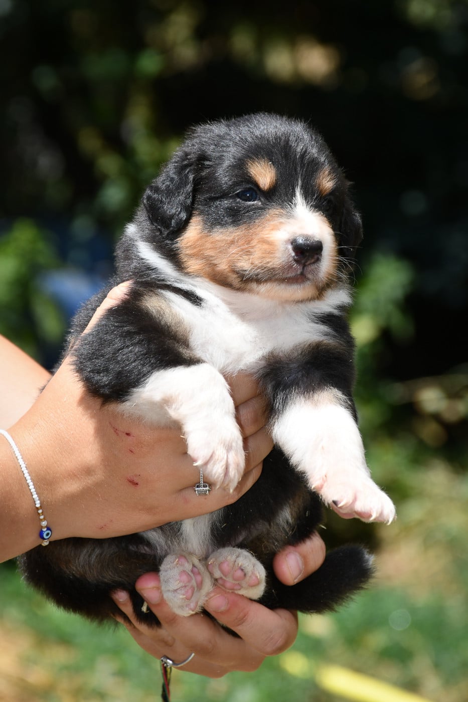 Boston Chiot N°2