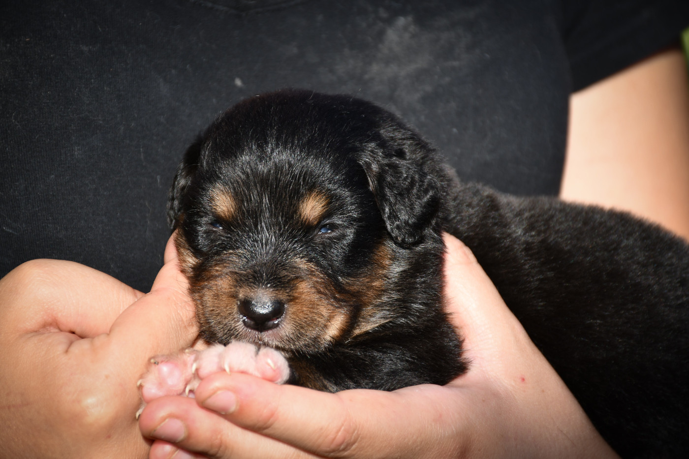 Bergamotte Chiot N°6