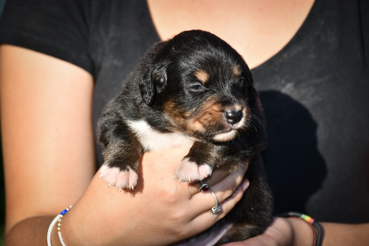 Bergamotte Chiot N°6