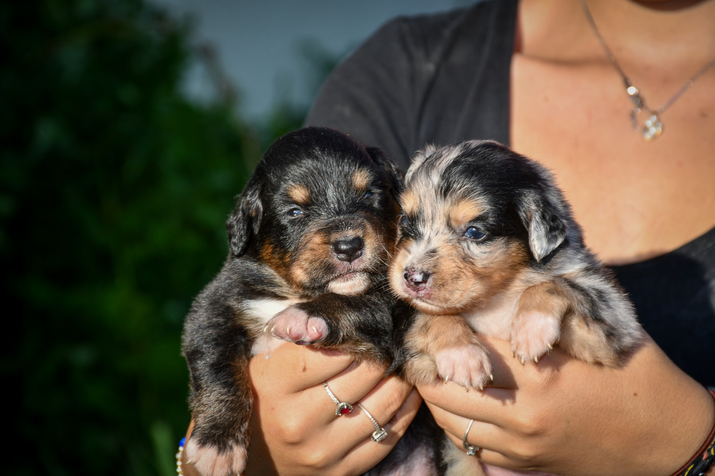 Bergamotte Chiot N°6