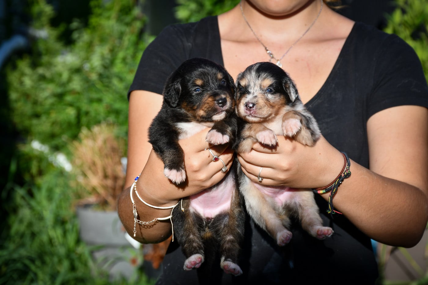 Bergamotte Chiot N°6