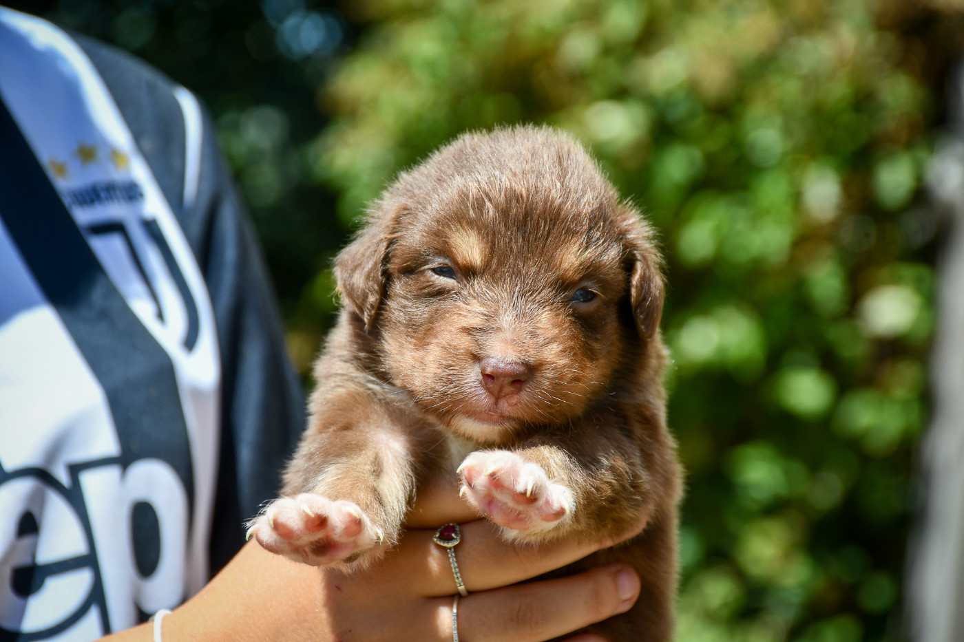 Berlioz Chiot N°4