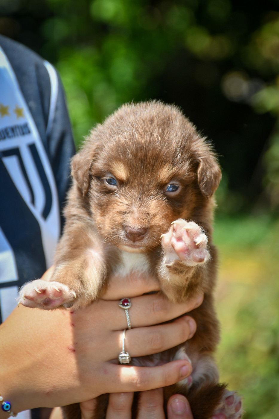 Berlioz Chiot N°4