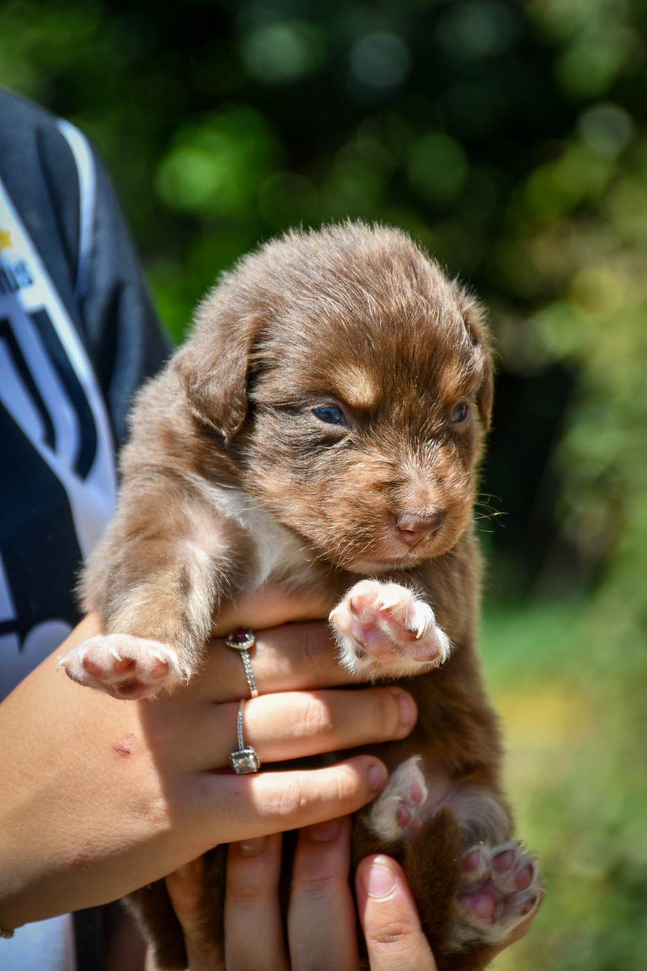 Berlioz Chiot N°4
