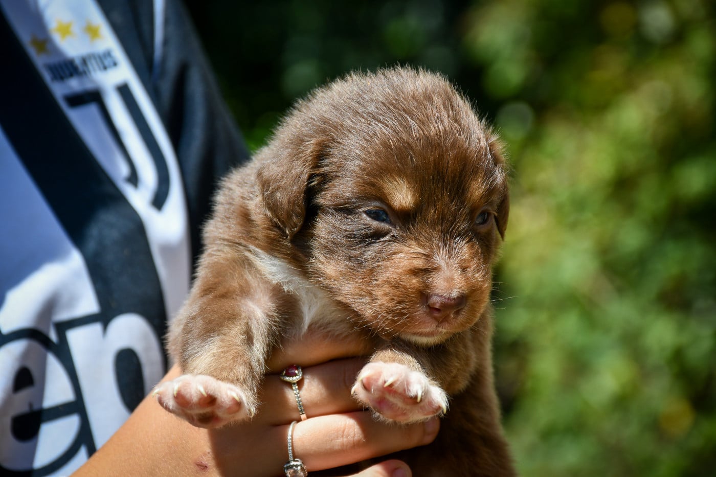Berlioz Chiot N°4