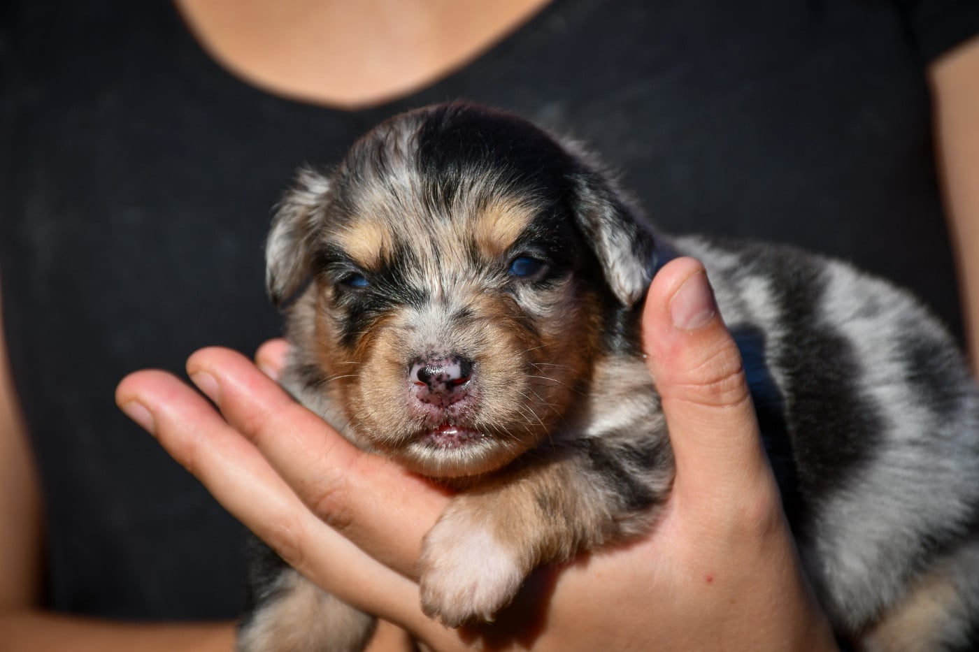 Baya Chiot N°7
