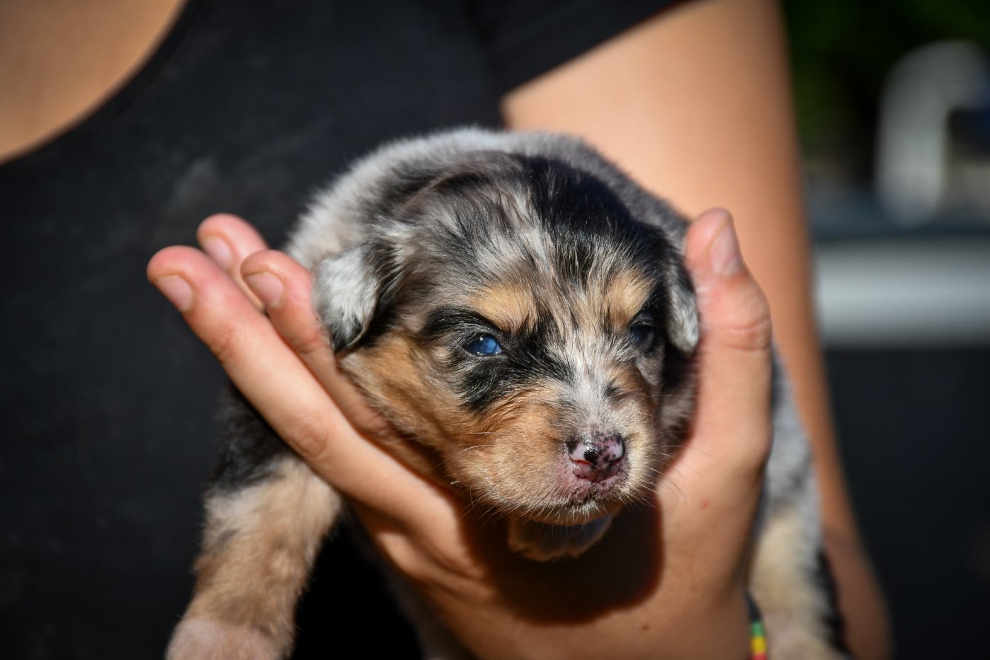 Baya Chiot N°7