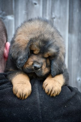 Les chiots de Dogue du Tibet
